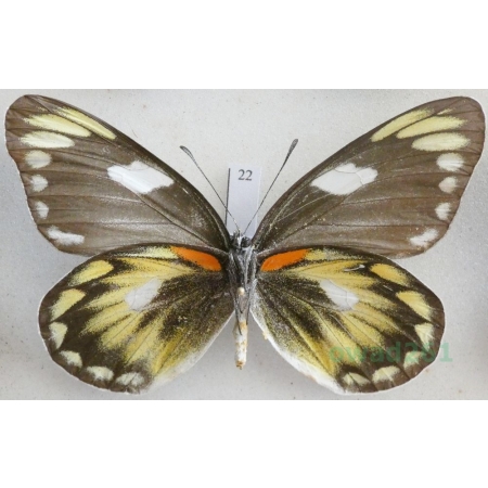 Delias zebuda Hewitson, 1862 female reverse Indonesia, Sulawesi22